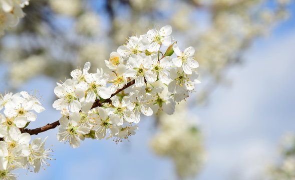 Bezaubernde Blüten eines Kirschbaumes