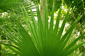 Background of green tropical leaves.