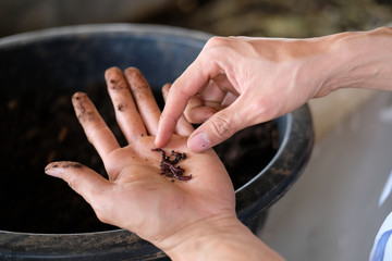 Obraz premium farmer hand holding earthworm. composting worm for producting compost manure