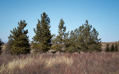 Pine trees in the steppe. Steppe landscape. Spring in the steppe.