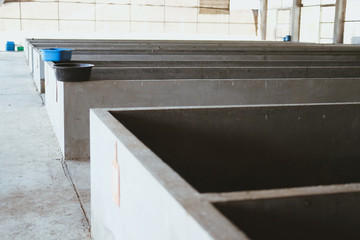 earthworm for producing manure compost fertilizer vermicompost