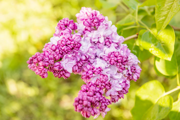 Lush lilac bloom in the spring sunny garden. Close-up.