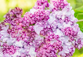 Lush lilac bloom in the spring sunny garden. Close-up.