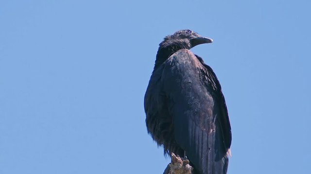 close up a single black vulture sitting on a tree top camera pulling back