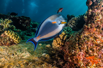 Obraz premium Fish swim in the Red Sea, colorful fish, Eilat Israel