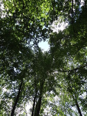 tree in the sky