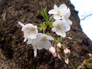 Obraz na płótnie Canvas 桜の花