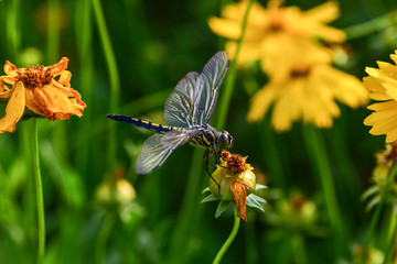 Dragonflies perched on wild plants