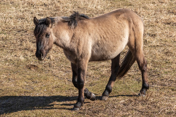A beautiful horse walks through a spring meadow. Horse walking in field. 