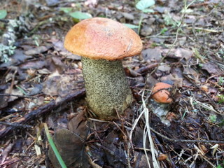 mushroom in the forest