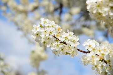 Obraz premium Kirschenblüten im Sonnenschein