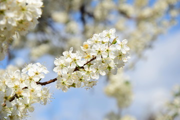 Kirschenblüten