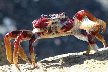 rote_Klippenkrabbe