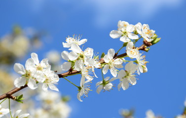 Kirschbaumblüten vor blauen Himmel