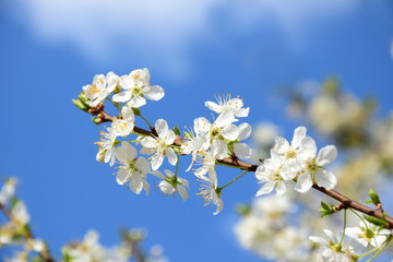 Weiße Kirschblüten vor blauen Hintergrund