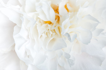 white peonies close-up.