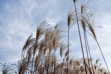 Obraz premium Reed Flowers in Winter