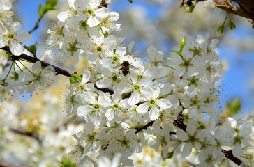 Kirschblüten im Sonnenschein