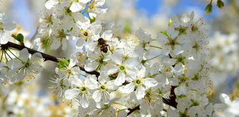 Weiße Kirschblüten - Frühlingsbeginn in Südtirol