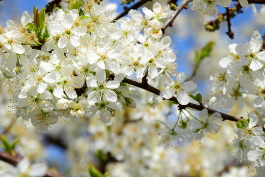 Kirschbaumblüten im Sonneschein