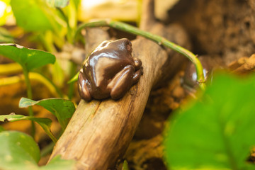 Tropical frog 
