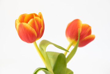 Tulpen / Blumen / Fr&uuml;hlingsblumen