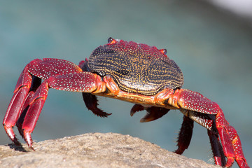 rote_Klippenkrabbe