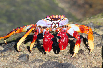 rote_Klippenkrabbe