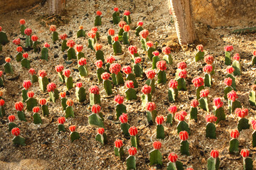 Natural desert plants cactus background with red flowers in the garden. Scarlet round succulents white spotted. Exotic plants