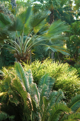 tropical plants, palms foliage, greenery background Thailand