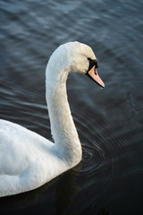 Swan on the water
