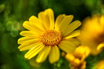 Flower yellow