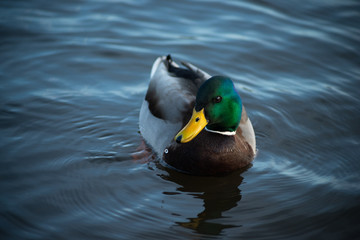 Duck on the water