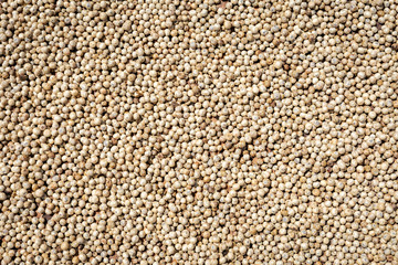 asian white peppercorns drying in the sun