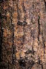 tree bark close up, 