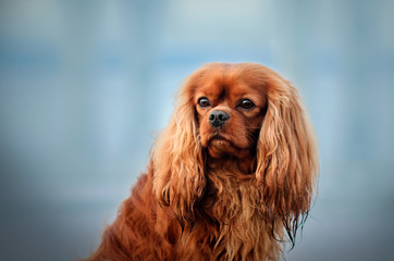 cavalier king charles spaniel dog beautiful dawn blue background portrait