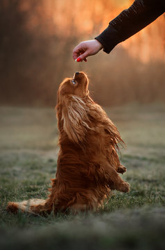 cavalier king charles spaniel dog doing tricks beautiful dawn magical light portrait