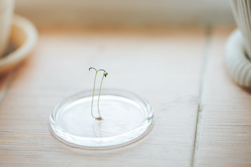 Close up small green sprout seedlings of tomato on window