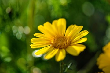 Flower Yellow _ Green 