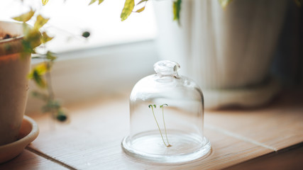 fresh green plant under a glass cap jar bulb bank on the spring window