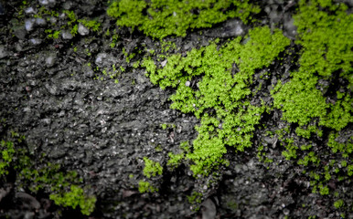 Green moss on ground