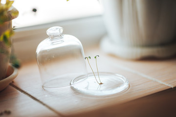 fresh green plant under a glass cap jar bulb bank on the spring window