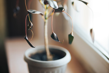 Close up of curly dark red, black, green leaves of Croton plant Codiaeum variegatum Mother and Daughter at home on window selected focus © Anastassiya 