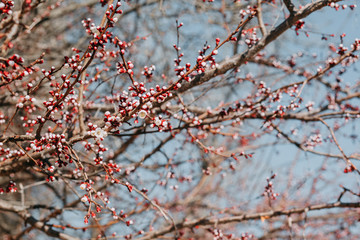 Cherry blossom tree with white little flowers