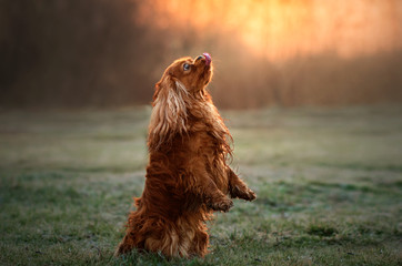 cavalier king charles spaniel dog doing tricks beautiful dawn magical light portrait