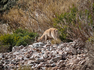 Iberian wild goat (Capra pyrenaica) grazing and climbing in the mountain in Salamanca, Spain