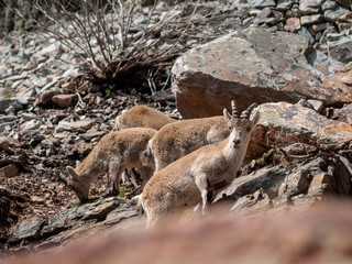 Fototapeta premium Iberian wild goat (Capra pyrenaica) grazing and climbing in the mountain in Salamanca, Spain