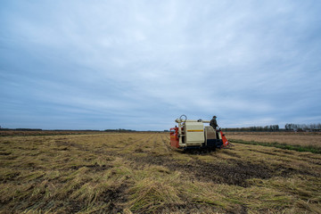 Fototapeta premium Rural rice field harvesters are harvesting rice