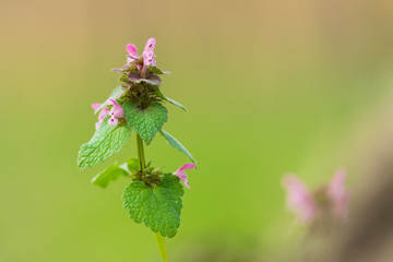 Close up of pink flowers nature background