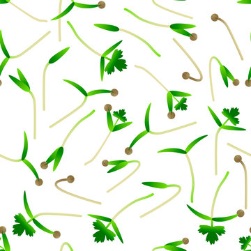 Microgreens Cilantro. Sprouting seeds of a plant. Seamless pattern. Vitamin supplement, vegan food.